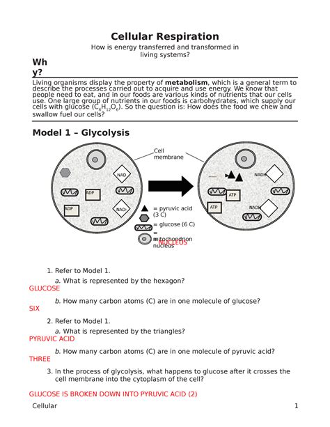 Cellular respiration pogil answers - Cellular Respiration Pogil Honors. October 2019. PDF. Bookmark. Download. This document was uploaded by user and they confirmed that they have the permission to share it. If you are author or own the copyright of this book, please report to us by using this DMCA report form. Report DMCA.